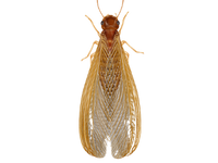 Drywood termite infestation inside wooden structure in Atlanta home