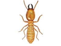 Formosan termite infestation causing structural damage in Atlanta property