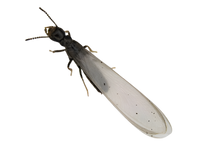 Subterranean termite activity near foundation of Atlanta home