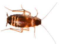 Brown-banded cockroach extermination for Atlanta residential properties