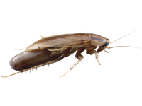 German cockroach extermination services for heavy infestations in Atlanta