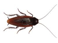 Smokybrown cockroach extermination service in Atlanta GA